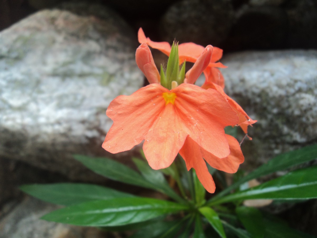 Crossandra infundibuliformis subsp. arida L.H.Cramer
